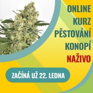Online kurz pěstování konopí