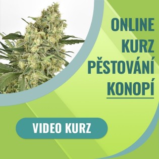 Online kurz pěstování konopí