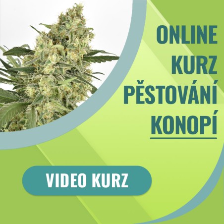 Video kurz pěstování konopí