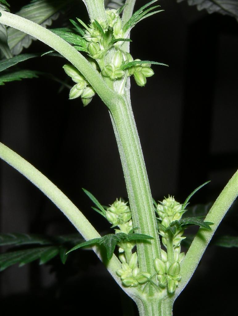 Когда цветет мужское растение конопли tor browser mac os hidra.