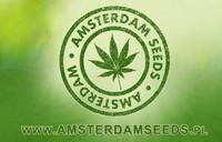 Amsterdamseeds, jak uprawiać marihuanę, konopię, grower